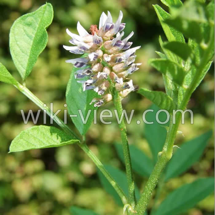 خواص شیرین بیان, مضرات شیرین بیان, طبع شیرین بیان, خواص شیرین بیان برای روده, خواص شیرین بیان برای مو, خواص شیرین بیان برای پوست, معجزه شیرین بیان, نحوه مصرف عصاره جامد شیرین بیان, طرز تهیه دمنوش شیرین بیان خواص شیرین بیان, مضرات شیرین بیان, طبع شیرین بیان, خواص شیرین بیان برای روده, خواص شیرین بیان برای مو, خواص شیرین بیان برای پوست, معجزه شیرین بیان, نحوه مصرف عصاره جامد شیرین بیان, طرز تهیه دمنوش شیرین بیان