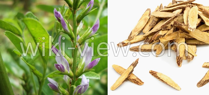 خواص شیرین بیان, مضرات شیرین بیان, طبع شیرین بیان, خواص شیرین بیان برای روده, خواص شیرین بیان برای مو, خواص شیرین بیان برای پوست, معجزه شیرین بیان, نحوه مصرف عصاره جامد شیرین بیان, طرز تهیه دمنوش شیرین بیان خواص شیرین بیان, مضرات شیرین بیان, طبع شیرین بیان, خواص شیرین بیان برای روده, خواص شیرین بیان برای مو, خواص شیرین بیان برای پوست, معجزه شیرین بیان, نحوه مصرف عصاره جامد شیرین بیان, طرز تهیه دمنوش شیرین بیان