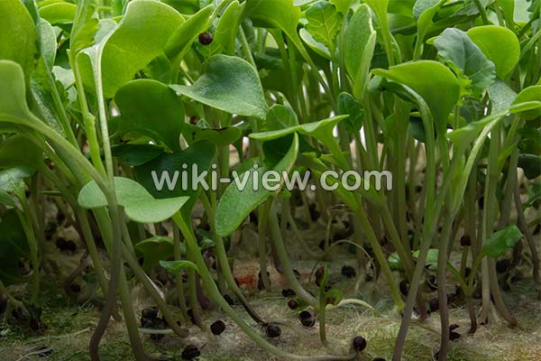 خواص شاهی, مضرات شاهی, طبع شاهی, شاهی در بارداری, کاشت سبزی شاهی, سبزی شاهی در روایات, آفت شاهی, شاهی سبزی جهنمی, شاهی در طب اسلامی خواص شاهی, مضرات شاهی, طبع شاهی, شاهی در بارداری, کاشت سبزی شاهی, سبزی شاهی در روایات, آفت شاهی, شاهی سبزی جهنمی, شاهی در طب اسلامی