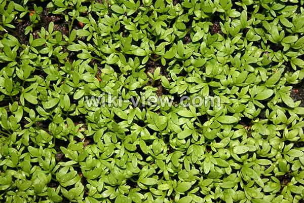 خواص شاهی, مضرات شاهی, طبع شاهی, شاهی در بارداری, کاشت سبزی شاهی, سبزی شاهی در روایات, آفت شاهی, شاهی سبزی جهنمی, شاهی در طب اسلامی خواص شاهی, مضرات شاهی, طبع شاهی, شاهی در بارداری, کاشت سبزی شاهی, سبزی شاهی در روایات, آفت شاهی, شاهی سبزی جهنمی, شاهی در طب اسلامی