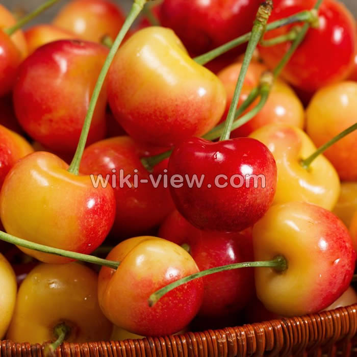 خواص گیلاس, مضرات گیلاس, طبع گیلاس, خواص گیلاس در بارداری, طبع کمپوت گیلاس, خواص گیلاس در طب سنتی, خواص کمپوت گیلاس, خواص گیلاس خشک, ماسک گیلاس, تفاوت گیلاس و آلبالو خواص گیلاس, مضرات گیلاس, طبع گیلاس, خواص گیلاس در بارداری, طبع کمپوت گیلاس, خواص گیلاس در طب سنتی, خواص کمپوت گیلاس, خواص گیلاس خشک, ماسک گیلاس, تفاوت گیلاس و آلبالو
