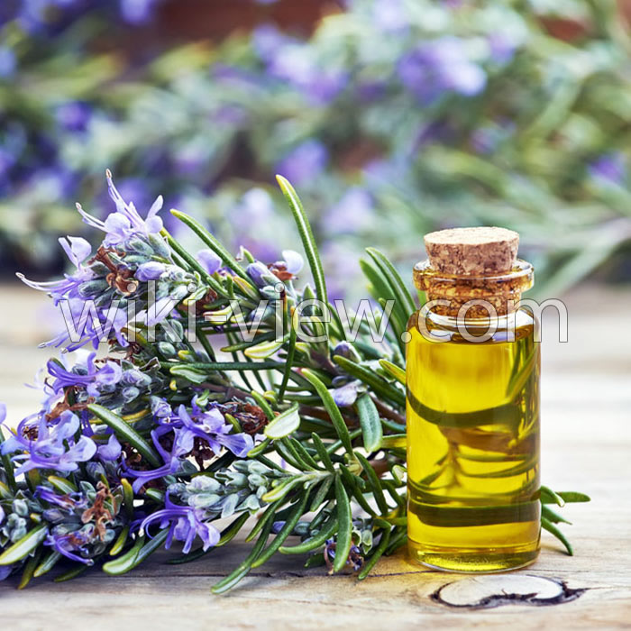خواص روغن رزماری, مضرات روغن رزماری, طبع روغن رزماری, روغن رزماری برای صورت, روغن رزماری برای ریش, روغن رزماری برای ابرو, طرز تهیه روغن رزماری, تشخیص روغن رزماری اصل خواص روغن رزماری, مضرات روغن رزماری, طبع روغن رزماری, روغن رزماری برای صورت, روغن رزماری برای ریش, روغن رزماری برای ابرو, طرز تهیه روغن رزماری, تشخیص روغن رزماری اصل