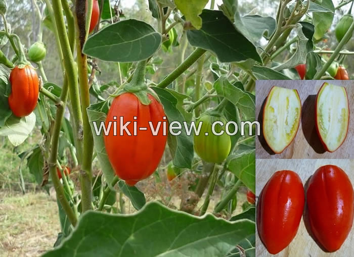 خواص بادمجان, مضرات بادمجان, طبع بادمجان, پخت بادمجان, خواص بادمجان برای دیابت, بادمجان قرمز, خواص پوست بادمجان, خواص کلاهک بادمجان, طرز تهیه کلاهک بادمجان برای دیابت