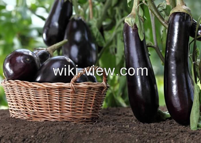 خواص بادمجان, مضرات بادمجان, طبع بادمجان, پخت بادمجان, خواص بادمجان برای دیابت, بادمجان قرمز, خواص پوست بادمجان, خواص کلاهک بادمجان, طرز تهیه کلاهک بادمجان برای دیابت