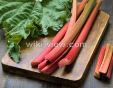ریواس : خواص, مضرات, طبع ریواس / ریواس را چگونه بخوریم / ریواس چینی
