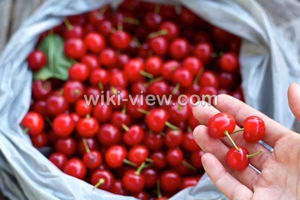 آلبالو, خواص آلبالو, مضرات آلبالو, طبع آلبالو, خواص آلبالو خشک, خواص آلبالو در دوران بارداری, خواص چای آلبالو, خواص آلبالو یخ زده, خواص چوب آلبالو, تفاوت آلبالو و گیلاس, خواص آلبالو برای کبد آلبالو, خواص آلبالو, مضرات آلبالو, طبع آلبالو, خواص آلبالو خشک, خواص آلبالو در دوران بارداری, خواص چای آلبالو, خواص آلبالو یخ زده, خواص چوب آلبالو, تفاوت آلبالو و گیلاس, خواص آلبالو برای کبد