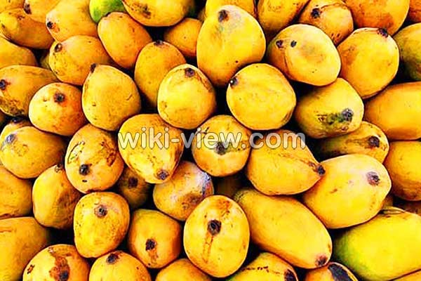انبه, خواص انبه, مضرات انبه, طبع انبه, هسته انبه, خواص انبه برای پوست, خواص انبه برای کودکان, انبه در بارداری, انبه سبز, خواص شیر انبه انبه, خواص انبه, مضرات انبه, طبع انبه, هسته انبه, خواص انبه برای پوست, خواص انبه برای کودکان, انبه در بارداری, انبه سبز, خواص شیر انبه