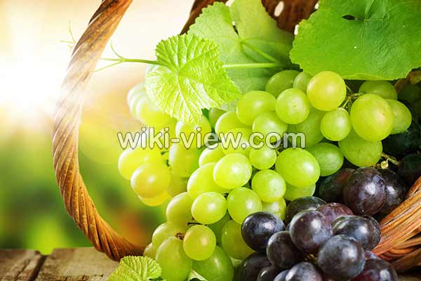انگور, خواص انگور, مضرات انگور, طبع انگور, خواص انگور برای پوست, انگور در بارداری, خواص انگور سیاه, انگور یاقوتی, خواص انگور برای لاغری, انواع انگور انگور, خواص انگور, مضرات انگور, طبع انگور, خواص انگور برای پوست, انگور در بارداری, خواص انگور سیاه, انگور یاقوتی, خواص انگور برای لاغری, انواع انگور