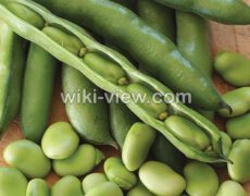 باقلا : خواص, مضرات و طبع باقلا / خواص باقلا برای دیابت / باقلا در بارداری