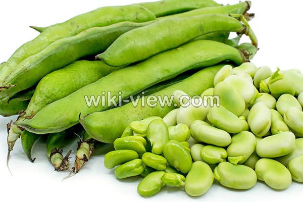باقلا, خواص باقلا, مضرات باقلا, طبع باقلا گرم است یا سرد, خواص باقلا برای دیابت, باقلا در بارداری, خواص باقلا زرد, باقلا پخته باقلا, خواص باقلا, مضرات باقلا, طبع باقلا گرم است یا سرد, خواص باقلا برای دیابت, باقلا در بارداری, خواص باقلا زرد, باقلا پخته