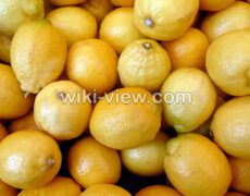 بالنگ : خواص, مضرات و طبع بالنگ / فصل بالنگ / مربای بالنگ / بالنگ خشک بالنگ : خواص, مضرات و طبع بالنگ / فصل بالنگ / مربای بالنگ / بالنگ خشک