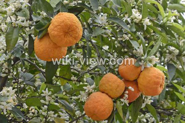 نارنج, خواص نارنج, مضرات نارنج, طبع نارنج, خواص درمانی برگ نارنج, تفاوت نارنج و پرتقال, نارنج چربی سوز است, چای نارنج, خواص روغن نارنج, درمان سرماخوردگی با نارنج, رب نارنج نارنج, خواص نارنج, مضرات نارنج, طبع نارنج, خواص درمانی برگ نارنج, تفاوت نارنج و پرتقال, نارنج چربی سوز است, چای نارنج, خواص روغن نارنج, درمان سرماخوردگی با نارنج, رب نارنج