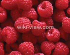 تمشک :خواص, مضرات و طبع تمشک / خواص تمشک برای زن باردار تمشک :خواص, مضرات و طبع تمشک / خواص تمشک برای زن باردار