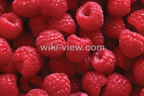 تمشک, خواص تمشک, مضرات تمشک, طبع تمشک, فرق تمشک و شاتوت, فصل تمشک, خواص تمشک برای زن باردار, خواص عرق تمشک, خواص تمشک آبی, رب تمشک, خواص برگ تمشک سیاه تمشک, خواص تمشک, مضرات تمشک, طبع تمشک, فرق تمشک و شاتوت, فصل تمشک, خواص تمشک برای زن باردار, خواص عرق تمشک, خواص تمشک آبی, رب تمشک, خواص برگ تمشک سیاه