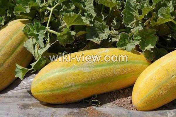 خربزه, خواص خربزه, مضرات خربزه, طبع خربزه, انواع خربزه, خربزه در بارداری, خواص خربزه برای لاغری, فواید خربزه برای چشم, خواص خربزه مشهدی, خربزه و عسل