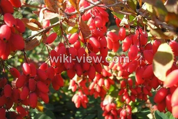 زرشک, خواص زرشک, مضرات زرشک, طبع زرشک, زرشک در بارداری, خواص زرشک برای پوست, خواص زرشک برای لاغری, خواص زرشک برای قاعدگی, خواص زرشک کوهی, خواص زرشک پلویی