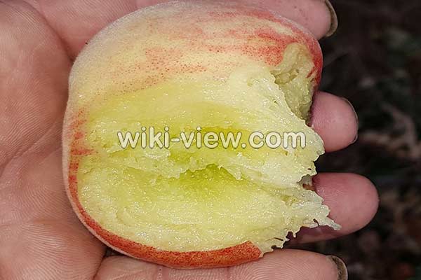 شفتالو, خواص شفتالو, مضرات شفتالو, طبع شفتالو, فرق هلو و شفتالو, شفتالو سبز, شفتالو ویکی پدیا, شفتالو در جدول, خواص شفتالو سفید شفتالو, خواص شفتالو, مضرات شفتالو, طبع شفتالو, فرق هلو و شفتالو, شفتالو سبز, شفتالو ویکی پدیا, شفتالو در جدول, خواص شفتالو سفید
