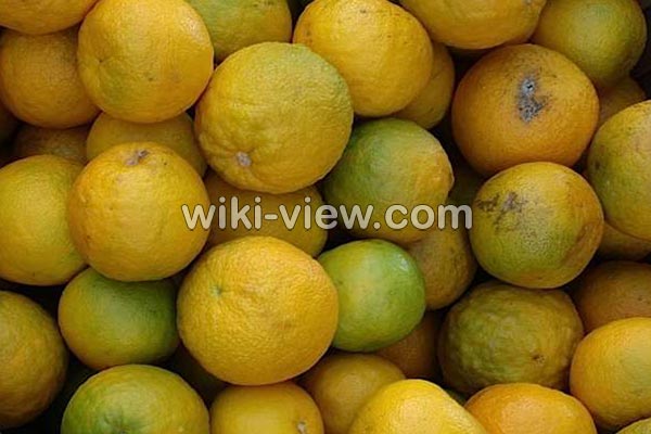 نارنج, خواص نارنج, مضرات نارنج, طبع نارنج, خواص درمانی برگ نارنج, تفاوت نارنج و پرتقال, نارنج چربی سوز است, چای نارنج, خواص روغن نارنج, درمان سرماخوردگی با نارنج, رب نارنج نارنج, خواص نارنج, مضرات نارنج, طبع نارنج, خواص درمانی برگ نارنج, تفاوت نارنج و پرتقال, نارنج چربی سوز است, چای نارنج, خواص روغن نارنج, درمان سرماخوردگی با نارنج, رب نارنج