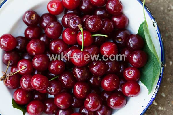 آلبالو, خواص آلبالو, مضرات آلبالو, طبع آلبالو, خواص آلبالو خشک, خواص آلبالو در دوران بارداری, خواص چای آلبالو, خواص آلبالو یخ زده, خواص چوب آلبالو, تفاوت آلبالو و گیلاس, خواص آلبالو برای کبد آلبالو, خواص آلبالو, مضرات آلبالو, طبع آلبالو, خواص آلبالو خشک, خواص آلبالو در دوران بارداری, خواص چای آلبالو, خواص آلبالو یخ زده, خواص چوب آلبالو, تفاوت آلبالو و گیلاس, خواص آلبالو برای کبد