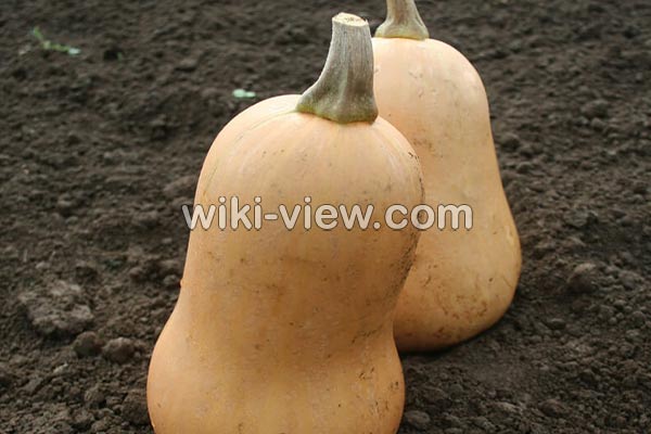 کدو حلوایی, خواص کدو حلوایی, مضرات کدو حلوایی, طبع کدو حلوایی, کدو حلوایی در بارداری, پخت کدو حلوایی, فرق کدو حلوایی و کدو تنبل, کالری کدو حلوایی, خواص کدو حلوایی در لاغری کدو حلوایی, خواص کدو حلوایی, مضرات کدو حلوایی, طبع کدو حلوایی, کدو حلوایی در بارداری, پخت کدو حلوایی, فرق کدو حلوایی و کدو تنبل, کالری کدو حلوایی, خواص کدو حلوایی در لاغری
