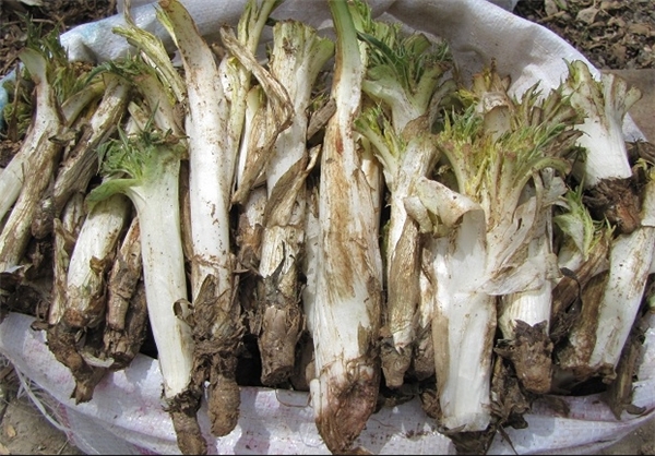 کنگر, عکس کنگر, خواص کنگر, مضرات کنگر, طبع کنگر در طب سنتی, خواص کنگر در بارداری, خواص کنگر برای لاغری, خواص عرق کنگر, خواص کنگر خشک شده, کنگر فرنگی, غذا با کنگر فرنگی, کنگر فرنگی را چگونه استفاده کنیم؟ کنگر, عکس کنگر, خواص کنگر, مضرات کنگر, طبع کنگر در طب سنتی, خواص کنگر در بارداری, خواص کنگر برای لاغری, خواص عرق کنگر, خواص کنگر خشک شده, کنگر فرنگی, غذا با کنگر فرنگی, کنگر فرنگی را چگونه استفاده کنیم؟