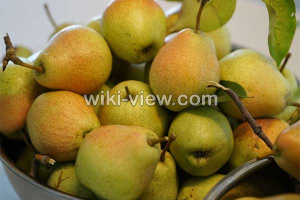 گلابی, خواص گلابی, مضرات گلابی, طبع گلابی, خواص گلابی برای قلب, فصل گلابی, خواص گلابی در لاغری, خواص گلابی خشک شده, خواص گلابی در طب اسلامی, نام دیگر گلابی گلابی, خواص گلابی, مضرات گلابی, طبع گلابی, خواص گلابی برای قلب, فصل گلابی, خواص گلابی در لاغری, خواص گلابی خشک شده, خواص گلابی در طب اسلامی, نام دیگر گلابی