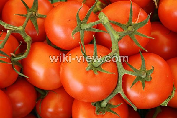 گوجه فرنگی, خواص گوجه فرنگی, مضرات گوجه فرنگی, طبع گوجه فرنگی, خواص گوجه فرنگی در بدنسازی, گوجه فرنگی در بارداری, گوجه فرنگی برای کلیه, خواص گوجه فرنگی برای قلب, خواص گوجه فرنگی در لاغری گوجه فرنگی, خواص گوجه فرنگی, مضرات گوجه فرنگی, طبع گوجه فرنگی, خواص گوجه فرنگی در بدنسازی, گوجه فرنگی در بارداری, گوجه فرنگی برای کلیه, خواص گوجه فرنگی برای قلب, خواص گوجه فرنگی در لاغری