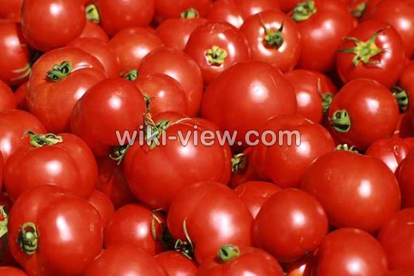 گوجه فرنگی, خواص گوجه فرنگی, مضرات گوجه فرنگی, طبع گوجه فرنگی, خواص گوجه فرنگی در بدنسازی, گوجه فرنگی در بارداری, گوجه فرنگی برای کلیه, خواص گوجه فرنگی برای قلب, خواص گوجه فرنگی در لاغری گوجه فرنگی, خواص گوجه فرنگی, مضرات گوجه فرنگی, طبع گوجه فرنگی, خواص گوجه فرنگی در بدنسازی, گوجه فرنگی در بارداری, گوجه فرنگی برای کلیه, خواص گوجه فرنگی برای قلب, خواص گوجه فرنگی در لاغری