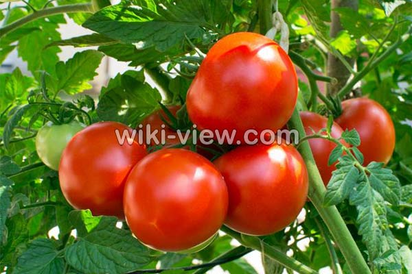 گوجه فرنگی, خواص گوجه فرنگی, مضرات گوجه فرنگی, طبع گوجه فرنگی, خواص گوجه فرنگی در بدنسازی, گوجه فرنگی در بارداری, گوجه فرنگی برای کلیه, خواص گوجه فرنگی برای قلب, خواص گوجه فرنگی در لاغری گوجه فرنگی, خواص گوجه فرنگی, مضرات گوجه فرنگی, طبع گوجه فرنگی, خواص گوجه فرنگی در بدنسازی, گوجه فرنگی در بارداری, گوجه فرنگی برای کلیه, خواص گوجه فرنگی برای قلب, خواص گوجه فرنگی در لاغری