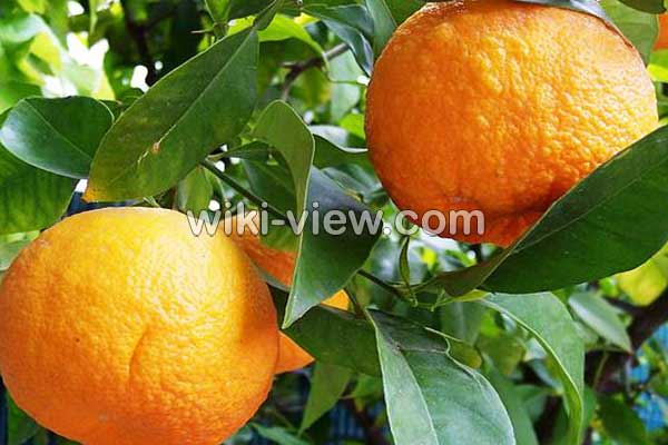 نارنج, خواص نارنج, مضرات نارنج, طبع نارنج, خواص درمانی برگ نارنج, تفاوت نارنج و پرتقال, نارنج چربی سوز است, چای نارنج, خواص روغن نارنج, درمان سرماخوردگی با نارنج, رب نارنج نارنج, خواص نارنج, مضرات نارنج, طبع نارنج, خواص درمانی برگ نارنج, تفاوت نارنج و پرتقال, نارنج چربی سوز است, چای نارنج, خواص روغن نارنج, درمان سرماخوردگی با نارنج, رب نارنج