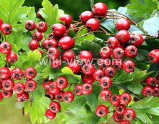زالزالک : خواص, مضرات و طبع زالزالک / زالزالک در بارداری / کاشت زالزالک
