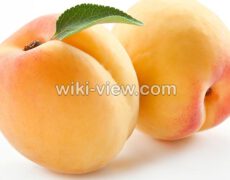 زردآلو : خواص, مضرات و طبع زردآلو / هسته زردآلو سرطان / زردآلو و دیابت