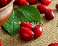 زغال اخته : خواص, مضرات و طبع زغال اخته / خواص زغال اخته برای کبد