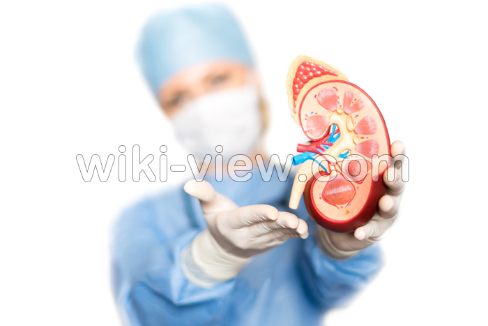 سنگ کلیه, سنگ کلیه چیست, علائم دقیق سنگ کلیه, انواع سنگ کلیه, اندازه سنگ کلیه, قرص دفع سنگ کلیه, علائم دفع سنگ کلیه, راه خانگی دفع سنگ کلیه, درمان سنگ کلیه بزرگ سنگ کلیه, سنگ کلیه چیست, علائم دقیق سنگ کلیه, انواع سنگ کلیه, اندازه سنگ کلیه, قرص دفع سنگ کلیه, علائم دفع سنگ کلیه, راه خانگی دفع سنگ کلیه, درمان سنگ کلیه بزرگ