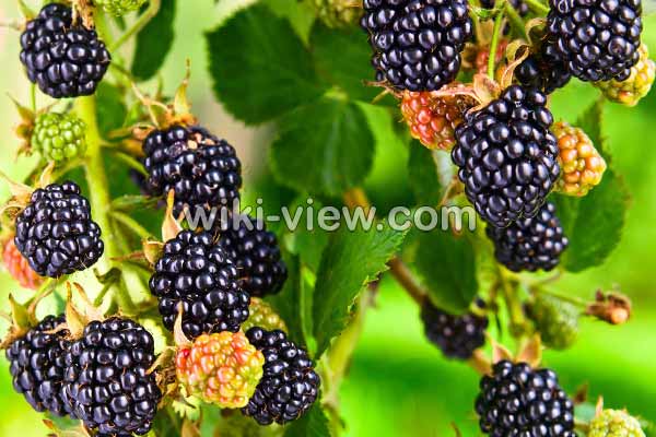 شاتوت, خواص شاتوت, مضرات شاتوت, طبع شاتوت چیست, شاتوت در بارداری, خواص برگ شاتوت برای پوست, چای شاتوت, شربت شاتوت, مربای شاتوت