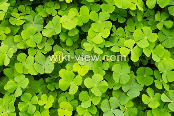 شبدر, خواص شبدر, مضرات شبدر, طبع شبدر, شبدر در بارداری, خواص شبدر چمنی, خواص شبدر وحشی, عوارض جوانه شبدر, فرق بین شبدر و یونجه چیست, عوارض مصرف جوانه شبدر شبدر, خواص شبدر, مضرات شبدر, طبع شبدر, شبدر در بارداری, خواص شبدر چمنی, خواص شبدر وحشی, عوارض جوانه شبدر, فرق بین شبدر و یونجه چیست, عوارض مصرف جوانه شبدر