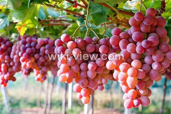 انگور, خواص انگور, مضرات انگور, طبع انگور, خواص انگور برای پوست, انگور در بارداری, خواص انگور سیاه, انگور یاقوتی, خواص انگور برای لاغری, انواع انگور انگور, خواص انگور, مضرات انگور, طبع انگور, خواص انگور برای پوست, انگور در بارداری, خواص انگور سیاه, انگور یاقوتی, خواص انگور برای لاغری, انواع انگور