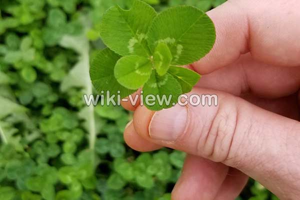 شبدر, خواص شبدر, مضرات شبدر, طبع شبدر, شبدر در بارداری, خواص شبدر چمنی, خواص شبدر وحشی, عوارض جوانه شبدر, فرق بین شبدر و یونجه چیست, عوارض مصرف جوانه شبدر شبدر, خواص شبدر, مضرات شبدر, طبع شبدر, شبدر در بارداری, خواص شبدر چمنی, خواص شبدر وحشی, عوارض جوانه شبدر, فرق بین شبدر و یونجه چیست, عوارض مصرف جوانه شبدر