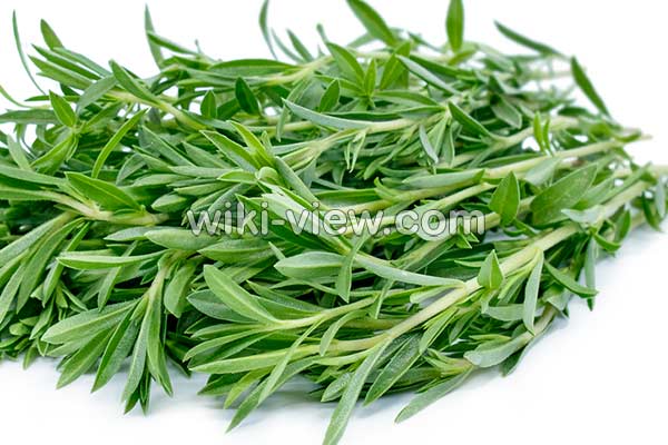 مرزه, خواص مرزه, مضرات مرزه, طبع مرزه, مرزه در بارداری, نام دیگر مرزه, تفاوت مرزه و ترخون مرزه, خواص مرزه, مضرات مرزه, طبع مرزه, مرزه در بارداری, نام دیگر مرزه, تفاوت مرزه و ترخون