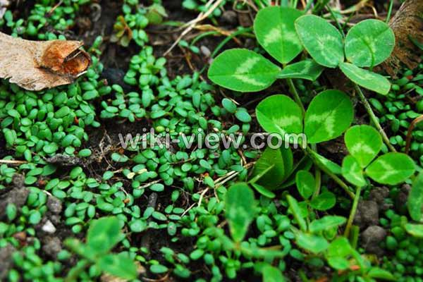 شبدر, خواص شبدر, مضرات شبدر, طبع شبدر, شبدر در بارداری, خواص شبدر چمنی, خواص شبدر وحشی, عوارض جوانه شبدر, فرق بین شبدر و یونجه چیست, عوارض مصرف جوانه شبدر شبدر, خواص شبدر, مضرات شبدر, طبع شبدر, شبدر در بارداری, خواص شبدر چمنی, خواص شبدر وحشی, عوارض جوانه شبدر, فرق بین شبدر و یونجه چیست, عوارض مصرف جوانه شبدر