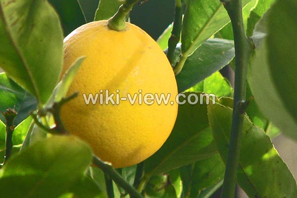 لیمو شیرین, خواص لیمو شیرین در طب سنتی, مضرات لیمو شیرین, طبع لیمو شیرین, لیمو شیرین و فشار خون, خواص لیمو شیرین برای کودکان, خواص لیمو شیرین برای کبد, خواص بهار لیمو شیرین, لیمو شیرین در بارداری لیمو شیرین, خواص لیمو شیرین در طب سنتی, مضرات لیمو شیرین, طبع لیمو شیرین, لیمو شیرین و فشار خون, خواص لیمو شیرین برای کودکان, خواص لیمو شیرین برای کبد, خواص بهار لیمو شیرین, لیمو شیرین در بارداری