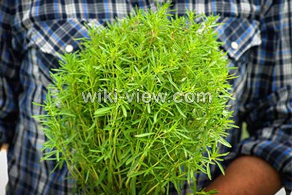 مرزه, خواص مرزه, مضرات مرزه, طبع مرزه, مرزه در بارداری, نام دیگر مرزه, تفاوت مرزه و ترخون مرزه, خواص مرزه, مضرات مرزه, طبع مرزه, مرزه در بارداری, نام دیگر مرزه, تفاوت مرزه و ترخون