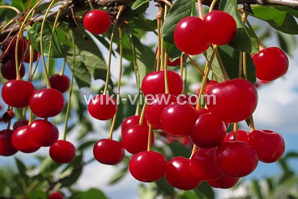 آلبالو, خواص آلبالو, مضرات آلبالو, طبع آلبالو, خواص آلبالو خشک, خواص آلبالو در دوران بارداری, خواص چای آلبالو, خواص آلبالو یخ زده, خواص چوب آلبالو, تفاوت آلبالو و گیلاس, خواص آلبالو برای کبد آلبالو, خواص آلبالو, مضرات آلبالو, طبع آلبالو, خواص آلبالو خشک, خواص آلبالو در دوران بارداری, خواص چای آلبالو, خواص آلبالو یخ زده, خواص چوب آلبالو, تفاوت آلبالو و گیلاس, خواص آلبالو برای کبد
