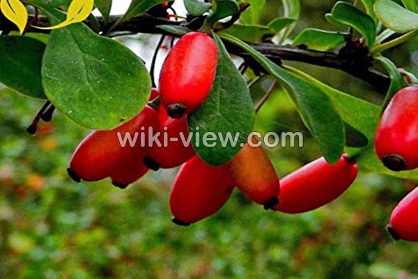 زرشک, خواص زرشک, مضرات زرشک, طبع زرشک, زرشک در بارداری, خواص زرشک برای پوست, خواص زرشک برای لاغری, خواص زرشک برای قاعدگی, خواص زرشک کوهی, خواص زرشک پلویی