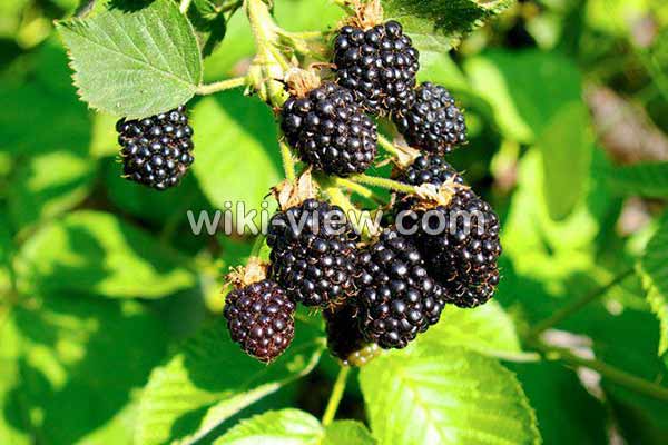 شاتوت, خواص شاتوت, مضرات شاتوت, طبع شاتوت چیست, شاتوت در بارداری, خواص برگ شاتوت برای پوست, چای شاتوت, شربت شاتوت, مربای شاتوت