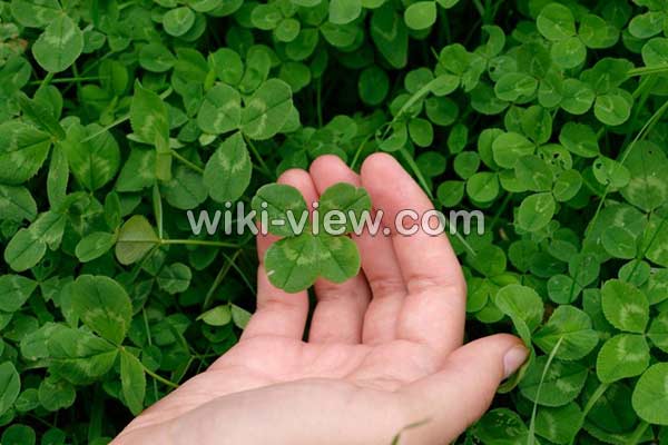 شبدر, خواص شبدر, مضرات شبدر, طبع شبدر, شبدر در بارداری, خواص شبدر چمنی, خواص شبدر وحشی, عوارض جوانه شبدر, فرق بین شبدر و یونجه چیست, عوارض مصرف جوانه شبدر شبدر, خواص شبدر, مضرات شبدر, طبع شبدر, شبدر در بارداری, خواص شبدر چمنی, خواص شبدر وحشی, عوارض جوانه شبدر, فرق بین شبدر و یونجه چیست, عوارض مصرف جوانه شبدر