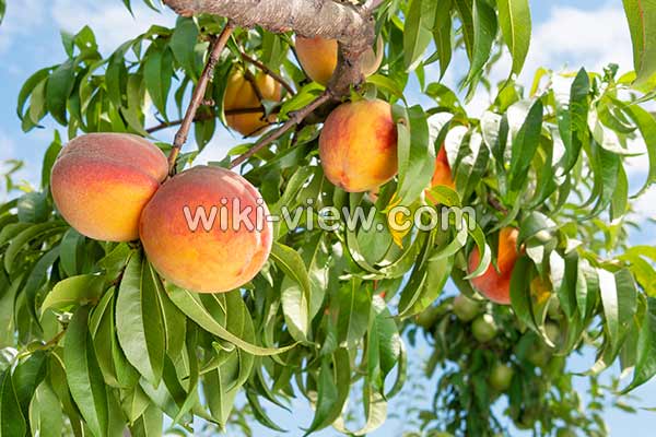 شفتالو, خواص شفتالو, مضرات شفتالو, طبع شفتالو, فرق هلو و شفتالو, شفتالو سبز, شفتالو ویکی پدیا, شفتالو در جدول, خواص شفتالو سفید شفتالو, خواص شفتالو, مضرات شفتالو, طبع شفتالو, فرق هلو و شفتالو, شفتالو سبز, شفتالو ویکی پدیا, شفتالو در جدول, خواص شفتالو سفید