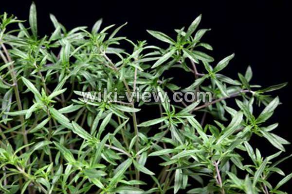 مرزه, خواص مرزه, مضرات مرزه, طبع مرزه, مرزه در بارداری, نام دیگر مرزه, تفاوت مرزه و ترخون مرزه, خواص مرزه, مضرات مرزه, طبع مرزه, مرزه در بارداری, نام دیگر مرزه, تفاوت مرزه و ترخون