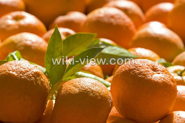 نارنج, خواص نارنج, مضرات نارنج, طبع نارنج, خواص درمانی برگ نارنج, تفاوت نارنج و پرتقال, نارنج چربی سوز است, چای نارنج, خواص روغن نارنج, درمان سرماخوردگی با نارنج, رب نارنج نارنج, خواص نارنج, مضرات نارنج, طبع نارنج, خواص درمانی برگ نارنج, تفاوت نارنج و پرتقال, نارنج چربی سوز است, چای نارنج, خواص روغن نارنج, درمان سرماخوردگی با نارنج, رب نارنج