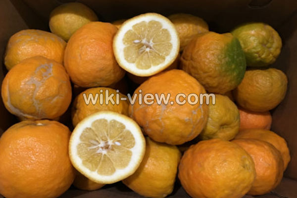 نارنج, خواص نارنج, مضرات نارنج, طبع نارنج, خواص درمانی برگ نارنج, تفاوت نارنج و پرتقال, نارنج چربی سوز است, چای نارنج, خواص روغن نارنج, درمان سرماخوردگی با نارنج, رب نارنج نارنج, خواص نارنج, مضرات نارنج, طبع نارنج, خواص درمانی برگ نارنج, تفاوت نارنج و پرتقال, نارنج چربی سوز است, چای نارنج, خواص روغن نارنج, درمان سرماخوردگی با نارنج, رب نارنج